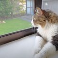 ビクッ？！初めてスプリンクラーを見た猫ちゃんの反応