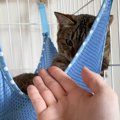 『パパとママで反応が違いすぎる猫』→お互い手を出してみると……まさかの瞬…