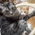 新入り子猫を威嚇していた先住猫が、１週間後……信じられないほどに変化し…