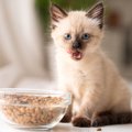 愛猫の健康を守る『キャットフードの選び方』3選　体に合っているかどうか…