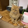 猫が寂しい時にしている『構ってアピール』５つ