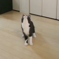 子猫と『猫じゃらし』で遊んだ結果…大はしゃぎで『ハイジャンプ』する…