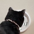 換気口を『真剣に見つめていた猫』→気になった飼い主が覗いてみると『驚愕…