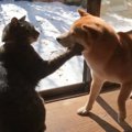 『やられたらやり返す』猫と柴犬…様々な方法が面白すぎると130万再生…