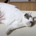 まるで米俵のよう？ナデナデされると転がっちゃう猫ちゃん