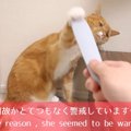 今話題の「ねこじゃすり」！ニャンズの反応は？