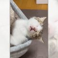 パーカーのフードの中で爆睡する子猫が尊すぎ…　幸せそうに眠る姿に「…