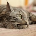 猫が『眠れない』時にみせる仕草3つ