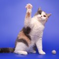 猫は『肉球の色』ごとに性格が違うってホント？4つの色と性格の傾向を…