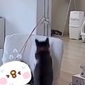 頭上でネコが遊び始めた結果…お昼寝中に起きた『ハプニング』に「どんくさ…