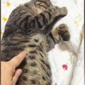 布団の上で熟睡していた猫→お腹をちょんちょんと触ってみた結果…可愛すぎ…