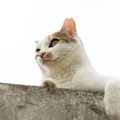 高架下に貼りついて動けなくなった猫　市民が見守る中で深夜の救出活動が…