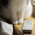 動物病院から帰ってきた猫→『暗い室内』で……まさかの瞬間に「めちゃめ…