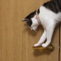 なぜかドアが開いて『部屋から出てくる子猫』→不思議に思っていたら……