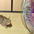 元野良猫に初めて『扇風機』を使ってみた瞬間…『可愛すぎる反応』が19…