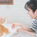 猫が人に『挨拶』をしているサイン4選　気付いてあげたい仕草や上手な返し…