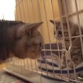 新入り猫ちゃんと先住猫ちゃんの顔合わせ♡