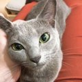 猫が人の『腕にしがみつく』ときの心理４つ