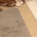 お風呂から出た飼い主→浴室の方を見たら、猫が…思わず声をかけたくなる『…