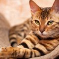 猫の『ヒゲ』を切ることがNGな理由3つ　担っている重要な役割や与える…