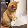 給水機の前にやってきた子猫→おててが水に触れると…微笑ましい光景に…