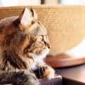 『考えごとをしている猫がする行動』4つ！物思いにふけっている猫にし…