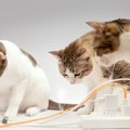 猫に怖い「感電事故」気をつけるべき3つのシーンや、万が一のときの応急処…