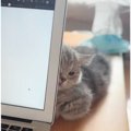 作業中で構ってあげられなかった結果…子猫が見せた『まさかの行動』が可愛…