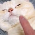 お腹のあたりをゆらゆらと揺らされる猫→『顔を触られそうになった』次の瞬…