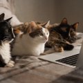 猫の秘密結社『ねこねこネットワーク（NNN）』のナゾ3選　あなたも猫…