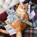 猫を迎えて初めて知る『猫暮らしの理想と現実』4選　“思っていたより……