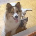 保護した猫を見守るワンコとにゃんこが優しすぎると話題に  「可愛さ…