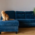 なぜ？同僚から買い取ったソファから「鈴の音」がする→台座の中に潜ん…