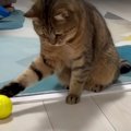 タイミングが合わないにゃ〜！猫ちゃんのボール遊び