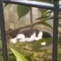 衰弱して動けなくなっていた子猫を保護→お世話するも獣医師から『安楽…