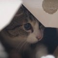 もしや何か隠してる？　そわそわするキジシロ猫ちゃん。箱を見た途端…