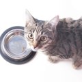 猫が『食べるのが早すぎる』3つの理由　早食いが健康トラブルの原因に…