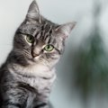 猫から聞こえてくる『可愛い音・困った音』3選　日常で耳にするシーンや人…