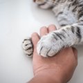 猫がする健気な行動9選