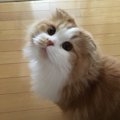 猫が心配しちゃう飼い主の行動７選