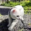 お外に興味津々！庭散歩を満喫する猫ちゃん