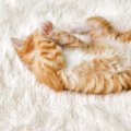 猫にも恥ずかしいという気持ちはある？