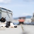 猫好きさんが旅行に行くなら…おすすめしたい『猫好きな国』4選