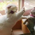 バトル勃発！箱から出たくない先輩猫と箱に入りたい子猫！