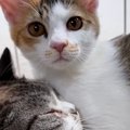 昼は子猫たちを優しく見守る先住猫、夜になると……微笑ましい光景に癒…