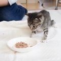 子猫が初めて『ごはんを食べた』瞬間…『可愛すぎる反応』が13万6000再…