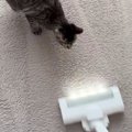 掃除機に向かってダッシュしてきた猫→次の瞬間…猫とは思えない『まさかの…