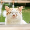 『優しい』性格の猫の特徴3つ♪飼い主が特に気を付けたほうがいいこと…