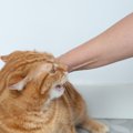 猫が『絶対さわられたくない』体のパーツ5選　噛まれる前に気が付きたい“…