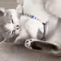 じゃれ合う『兄弟のような２匹の猫』→５年が経つと…ずっと見ていたくなる…